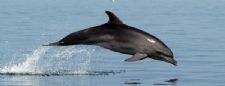 dolphins.jpg